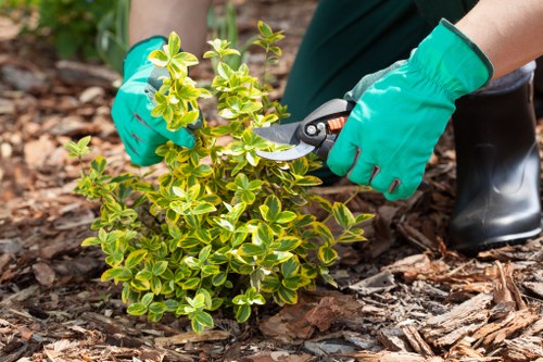 Tree Surgeon Hillingdon accessibility statement introduction